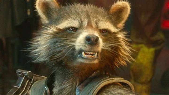 
Florida man beat roommate’s raccoon with hammer, threatened to kill neighbor 