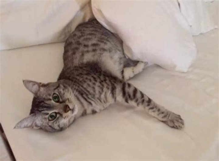 
What Happened To Vanna White Cat Stella? Wheel Of Fortune Pet Tribute Following Death 